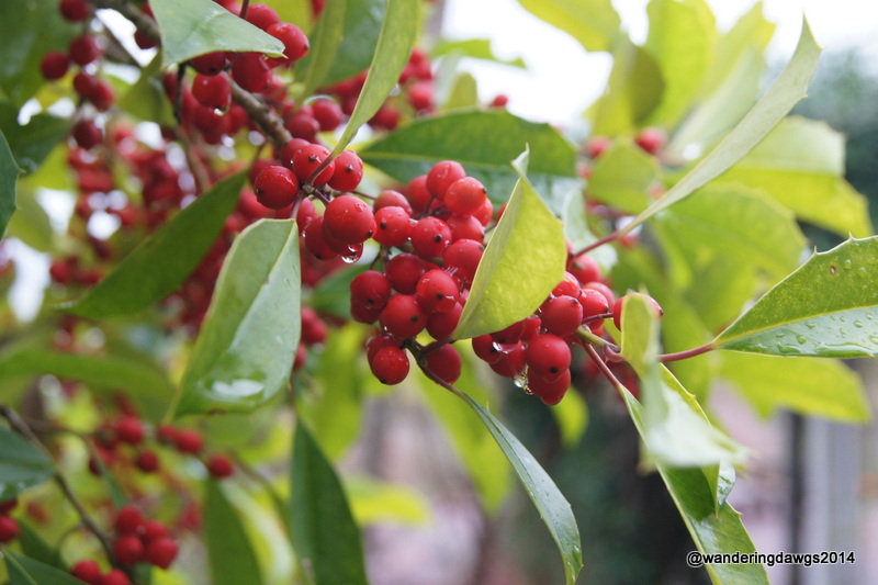 Red berries on green holly