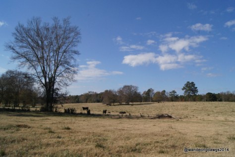 Fall at a dairy farm