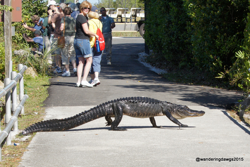 This gator let us know this was his territory as he walked across the path