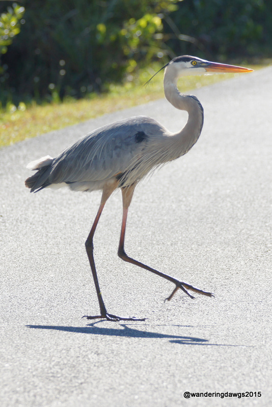 This Great Blue Heron strutted across the path as if he owned it