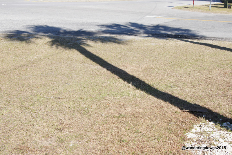 Winter Palm Tree Shadows