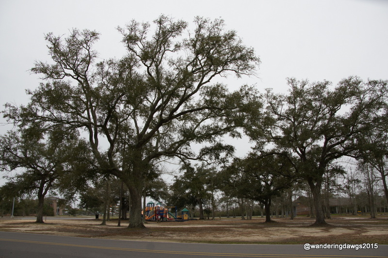 Majestic oaks in the campground