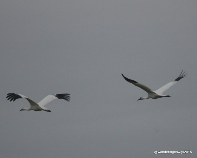 Whooping Cranes in Lamar, Texas