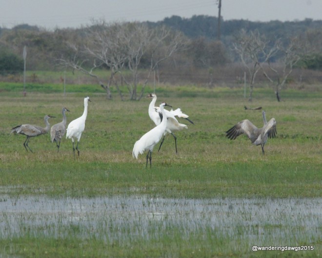 Whooping Cranes and Sandhill cranes share the field