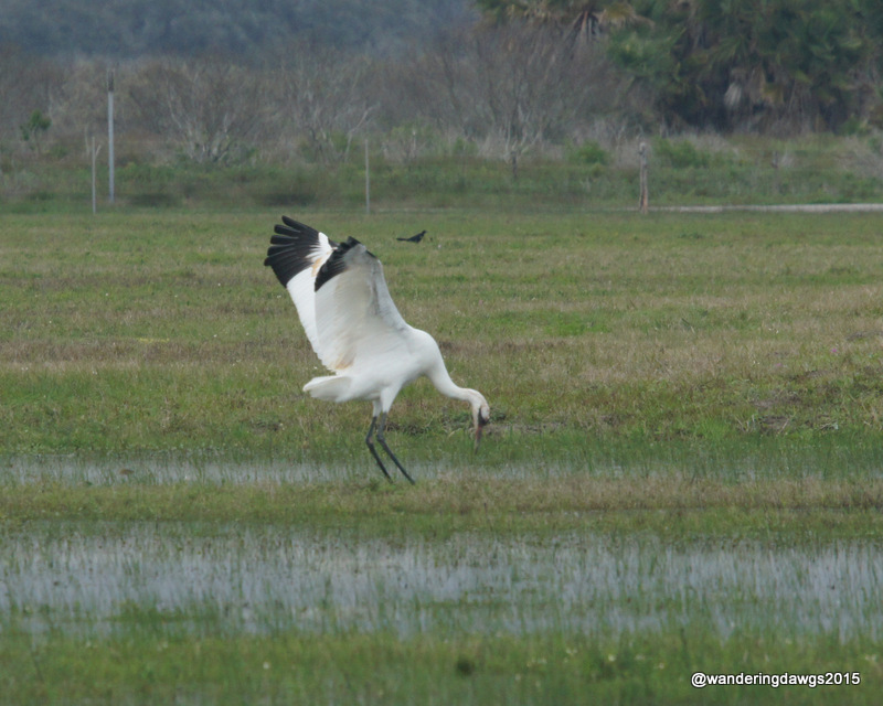 I though he was just eating