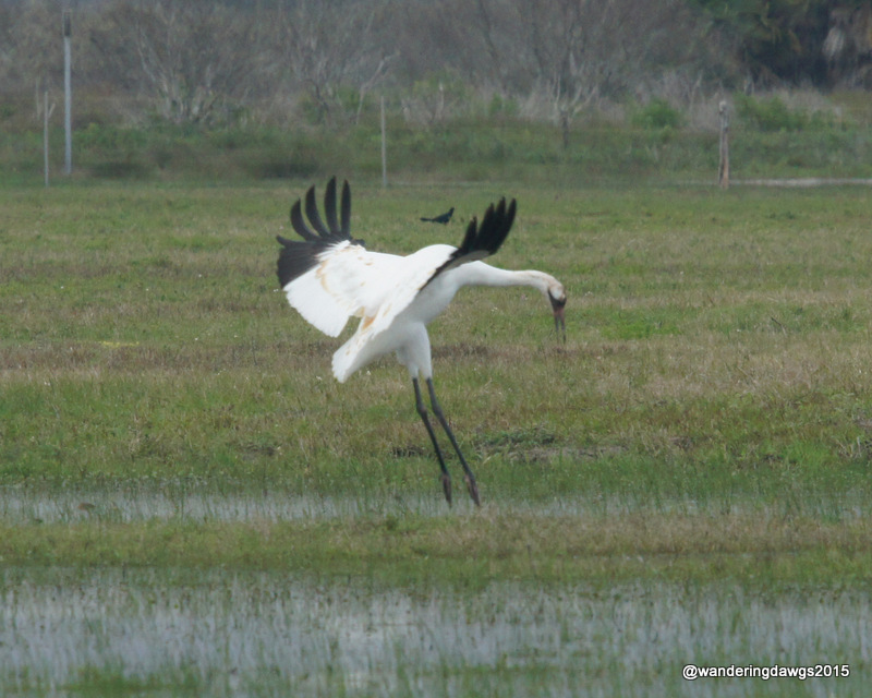 Then he started to jump