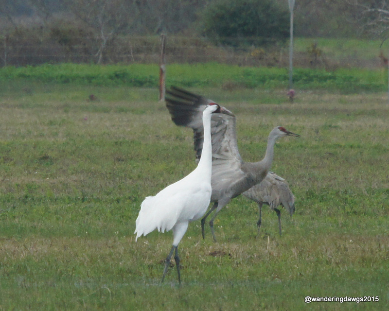 Sandhill crane flapping with a whooper watching