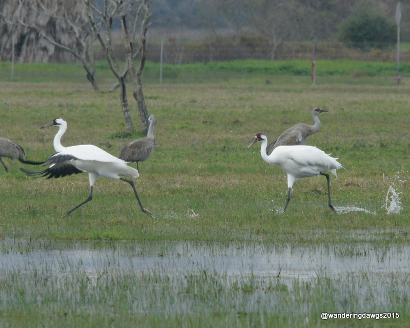 Whooping Cranes running and splashing