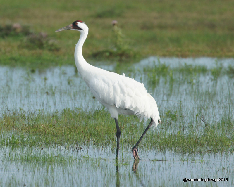 Whooping Crane