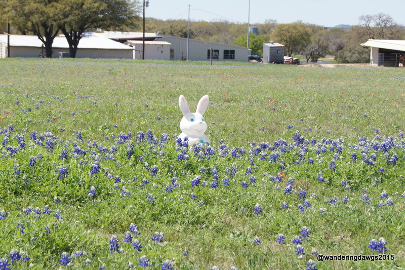 Bluebonnets near Stonewall, Texas