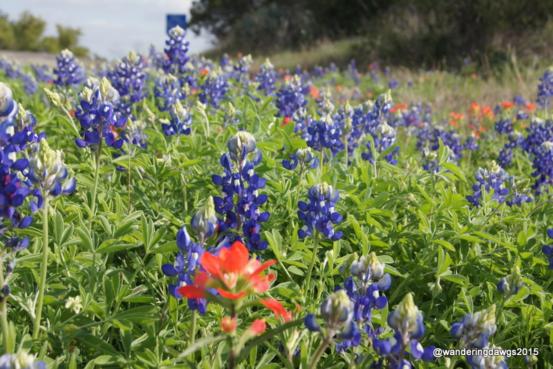 Bluebonnets and Indian Paintbrush along Park Road 4
