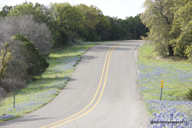 Bluebonnets lined the roads around Inks Lake