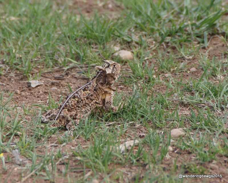 This Texas Horned Lizard ran through our campsite