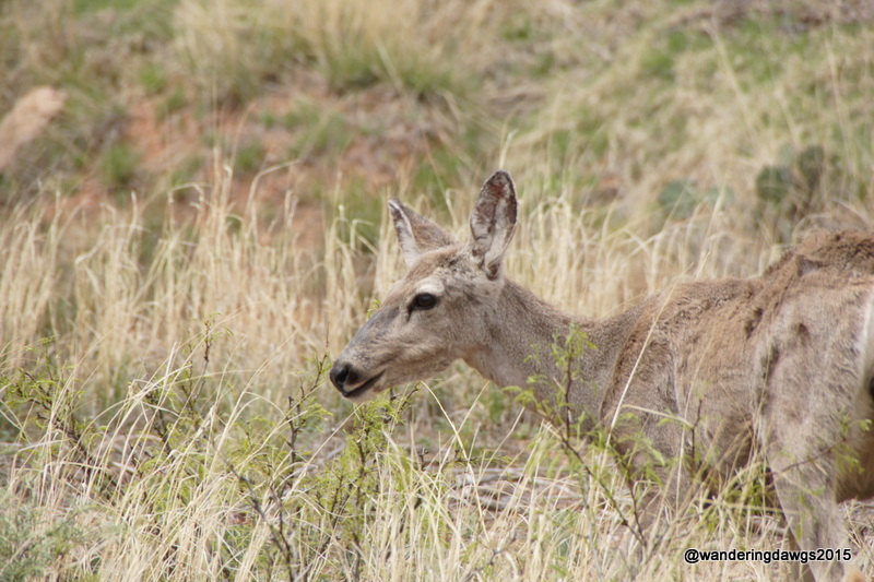 Mule Deer