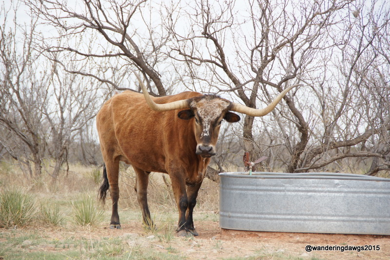 T-Bone, one of the Texas Longhorns