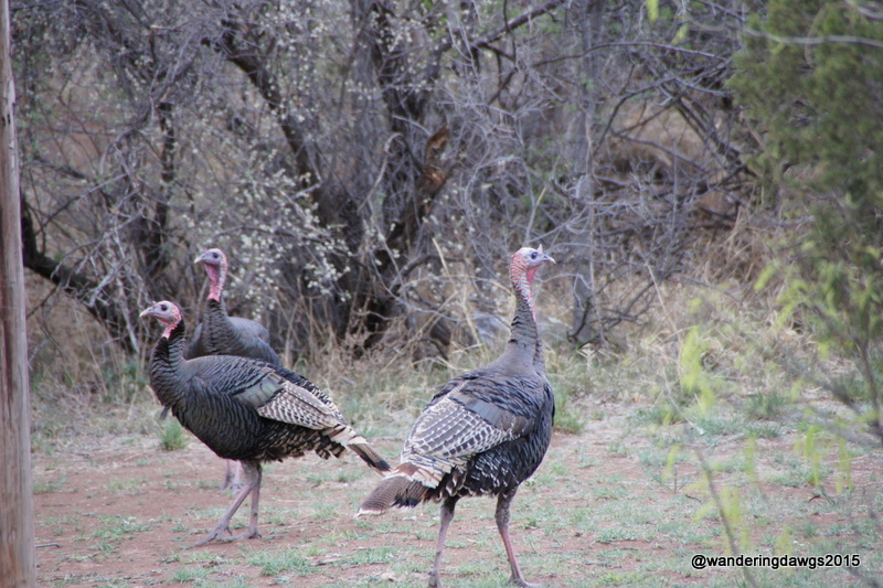 Wild Turkeys wandered through the campground