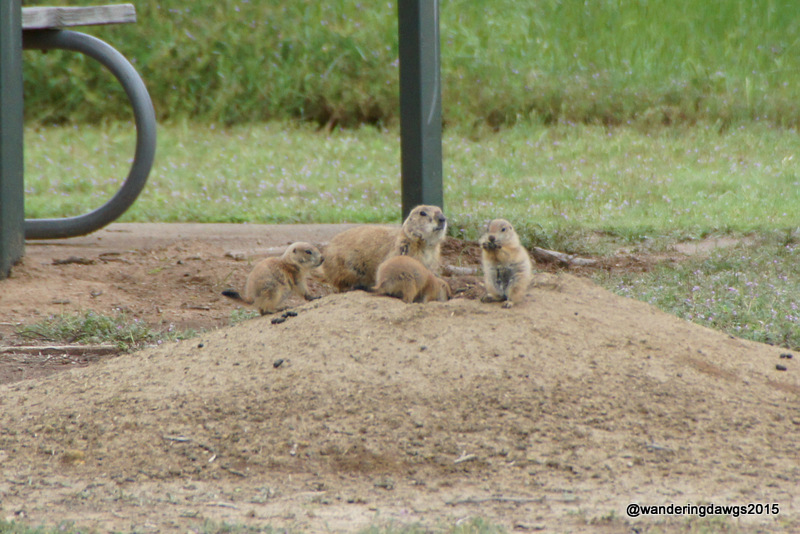 Prairie Dog Mama and babies