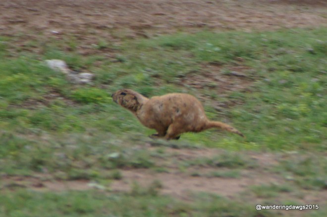 Prairie Dog Running through the campground