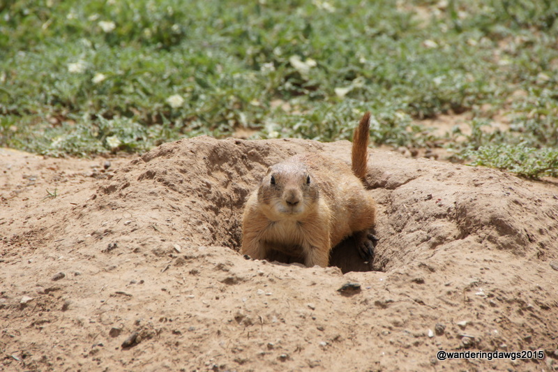 Prairie Dog at Lake Arrowhead