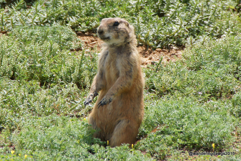 Prairie Dog at Lake Arrowhead
