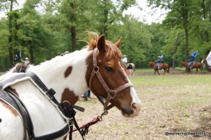 Up close with the horses