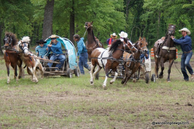 Start of a Chuck Wagon Race