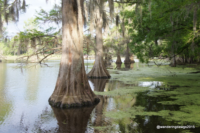 Cypress Trees in Lake Bistineau