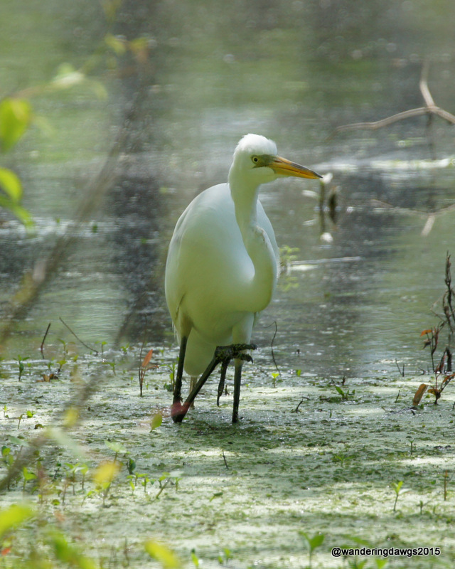 Great Egret in Lake Bistineau