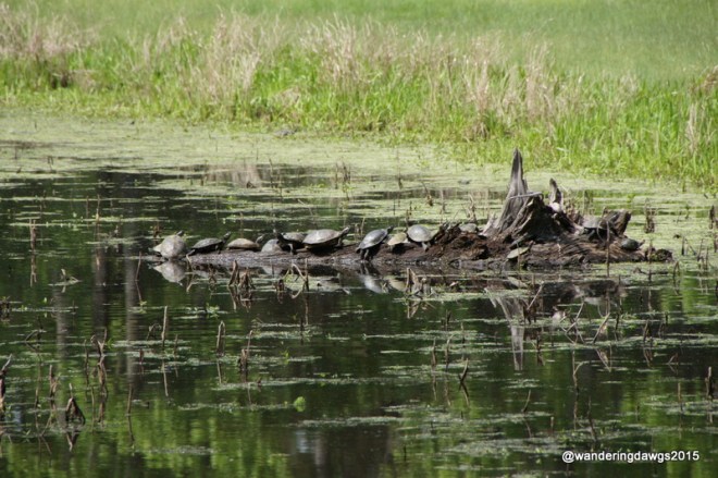 Turtles at Lake Bistineau