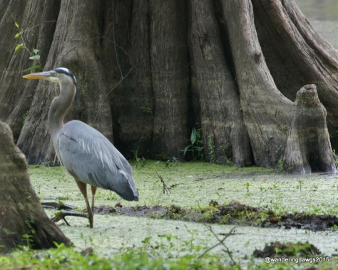 Great Blue Heron at Lake Bistineau