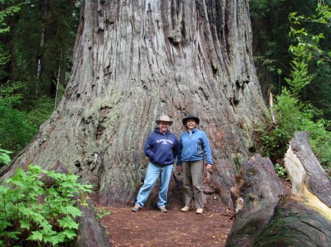 Redwoods National Park, California