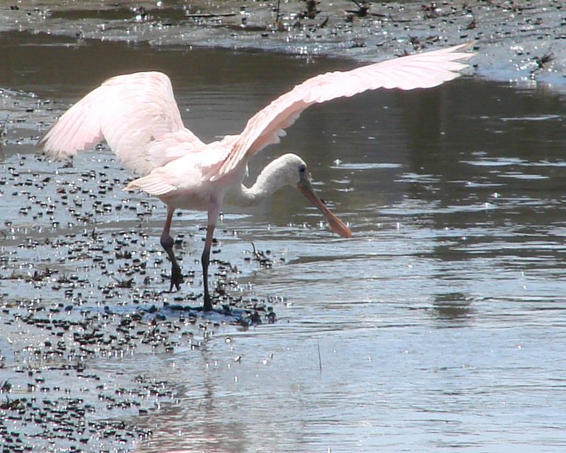 Roseate Spoonbill fishing in Georgia tidal creek