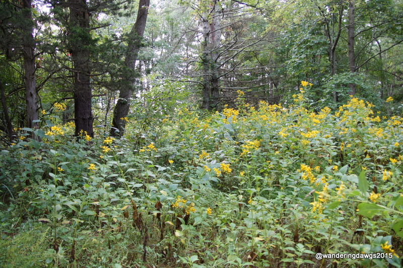 Wildflowers in the woods at Claytor Lake State Park