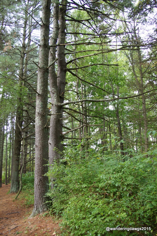 Morning walk at Claytor Lake State Park