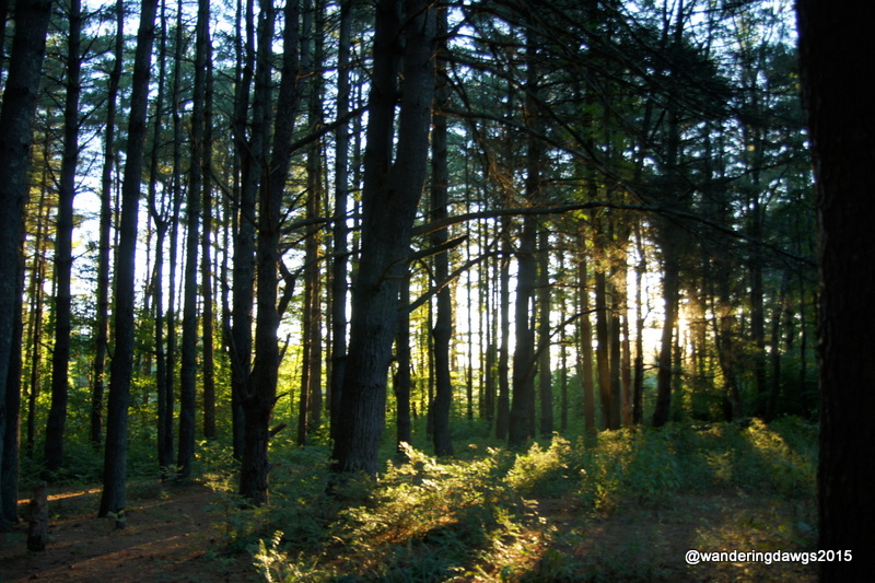 An early morning walk in the woods