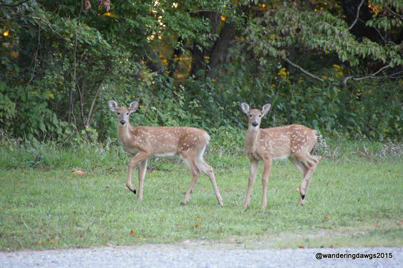 Two fawns in the campground