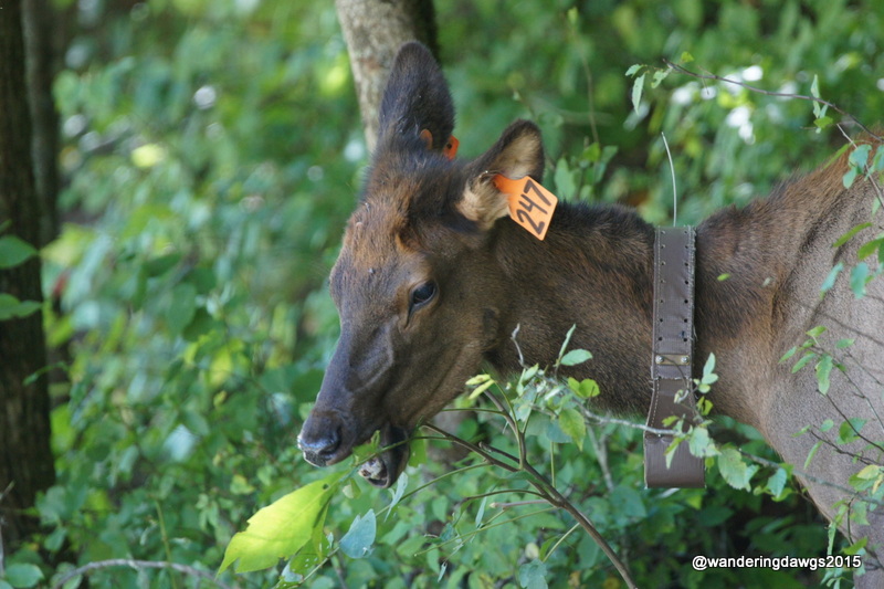 Cow Elk in Cataloochee Valley