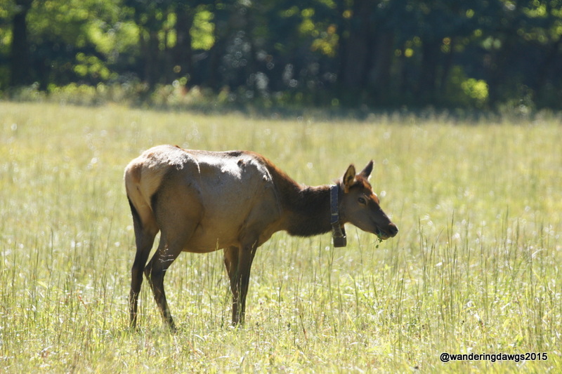Elk Calf in Cataloochee Valley
