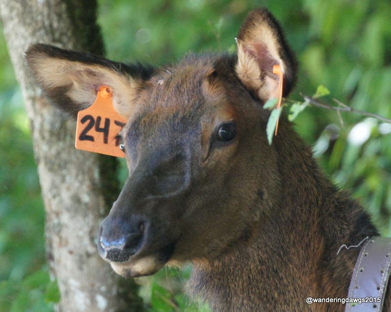 Mama Cow Elk in Cataloochee Valley