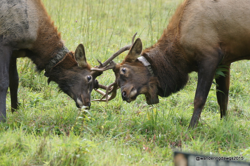 Two young male elk lock antlers in Cataloochee Valley