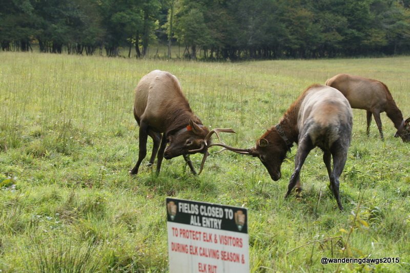Two young male elk lock antlers in Cataloochee Valley