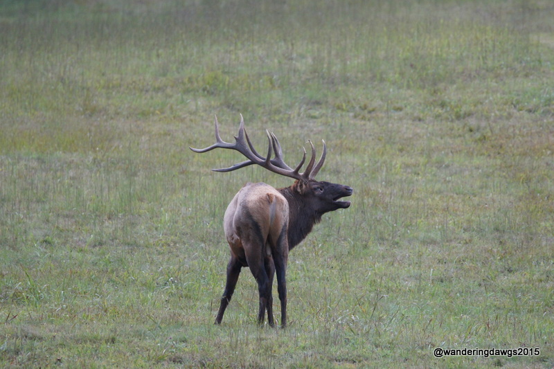 Bull Elk Bugling in Cataloochee Valley