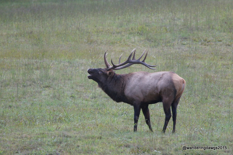Bull Elk Bugling in Cataloochee Valley