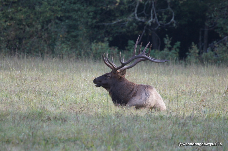 Bull Elk in Cataloochee Valley