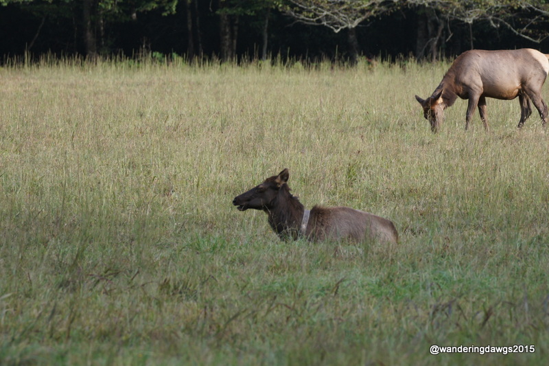 Elk in Cataloochee Valley