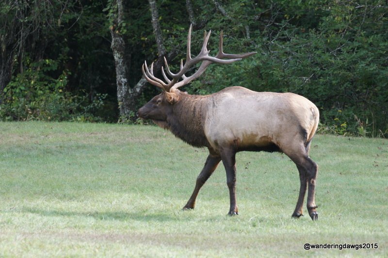 Bull Elk in Cataloochee Valley