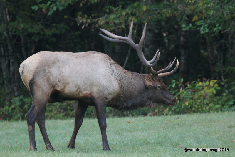 Bull Elk in Cataloochee Valley