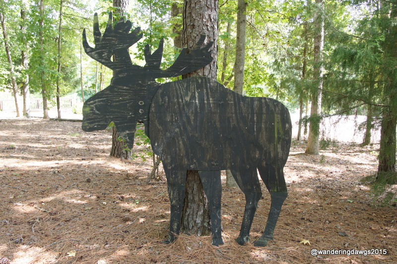 A Moose in the South Carolina Woods