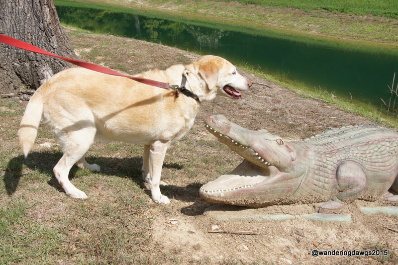 Dawg vs Gator