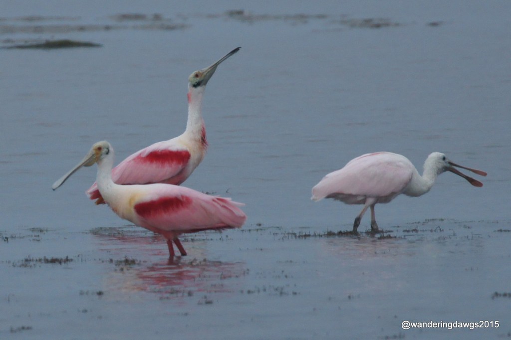 Trio of Roseate Spoonbills